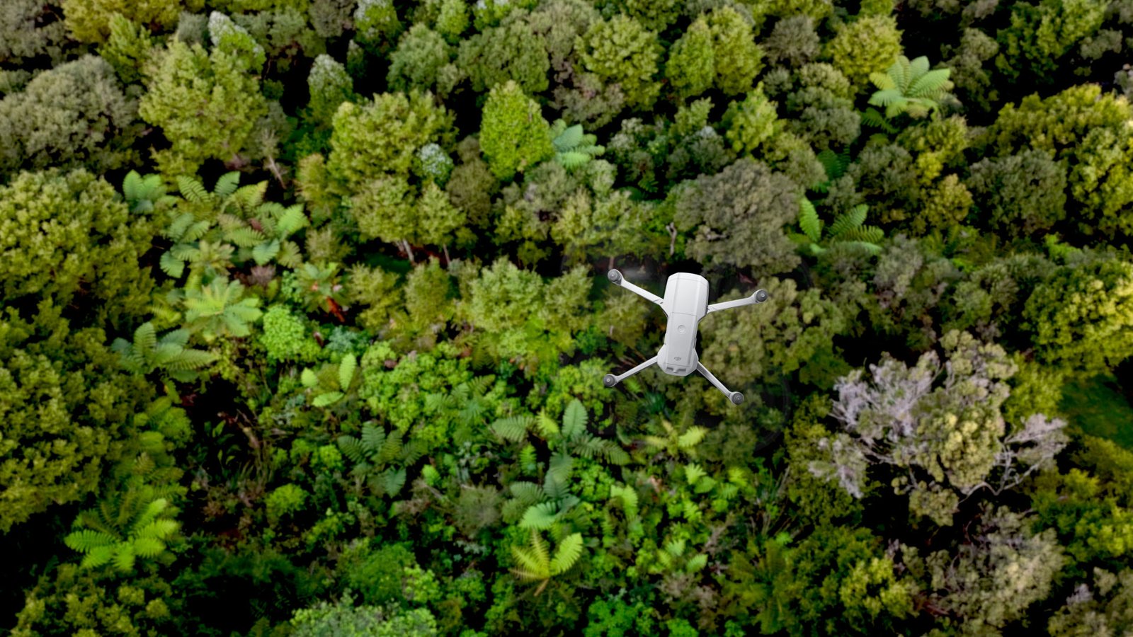 Low-cost drone used for forest canopy imagery