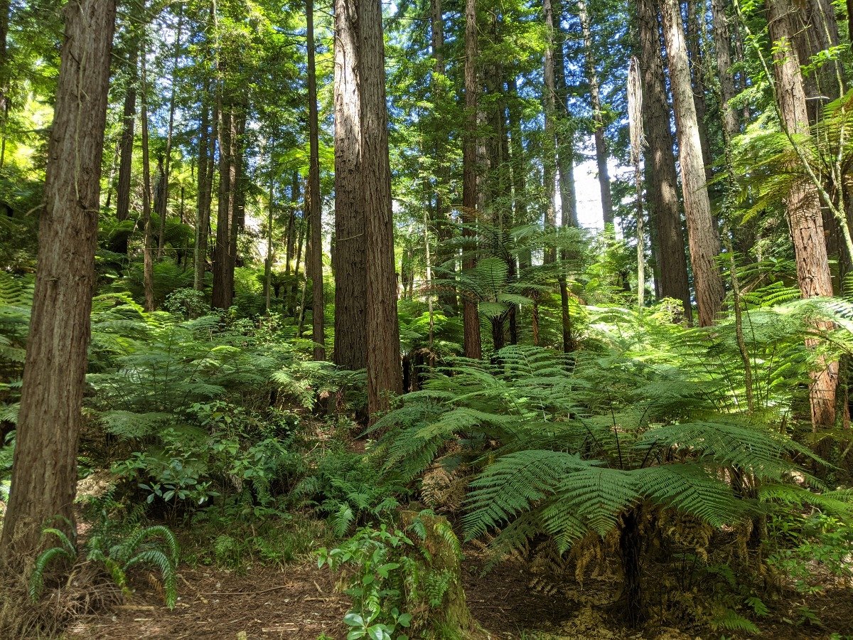 Photo taken in a Redwood forest with ferns growing between the trees